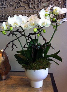 The Classic White Phalaenopsis Hybrid arranged in our Ikibana Style footed porcelain bowl