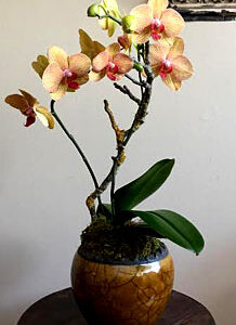 Golden Buddah Phalaenopsis